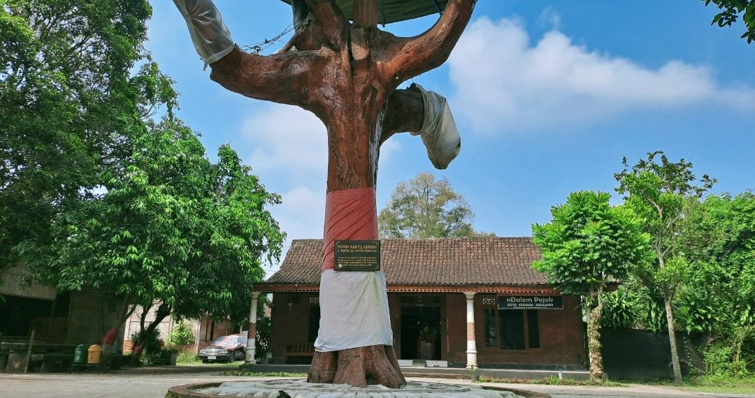 ​SABDA CINTA DARI KEDIRI: JEJAK MONUMEN POHON KANTIL SAKSI TAKDIR LAHIRNYA SANG PROKLAMATOR